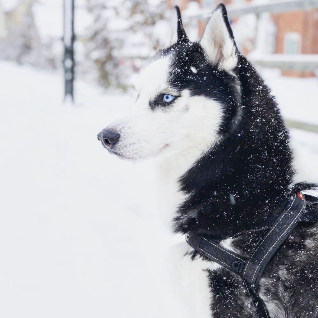 Photo of Bailey sitting in the snow looking to the left.